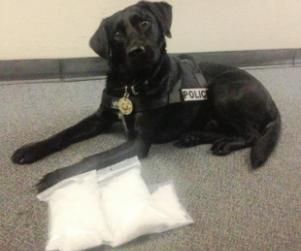drug dog