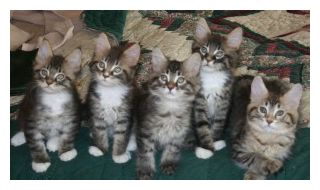 Maine Coon Kittens