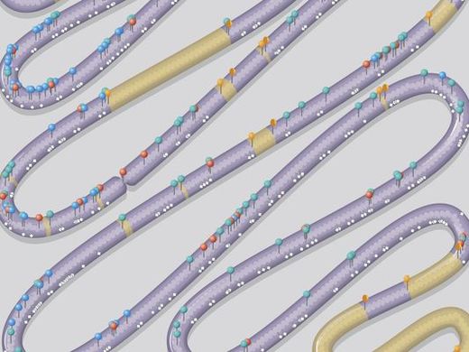 designer chromosome