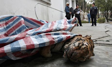 Dead Tiger