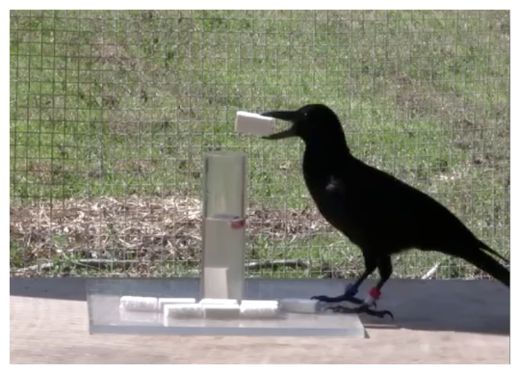 Crow