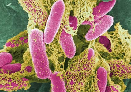 bacteria