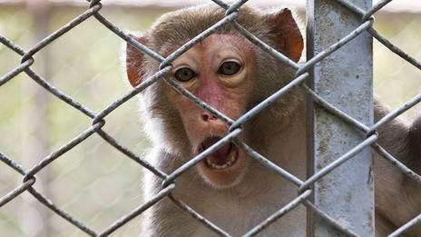 Click to enlarge caged monkey