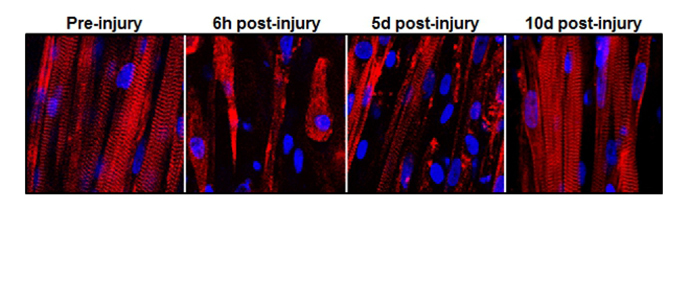 Click to enlarge engineered muscle fibers