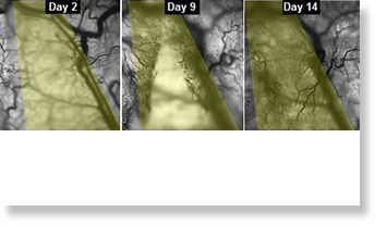 Click to enlarge veins growing