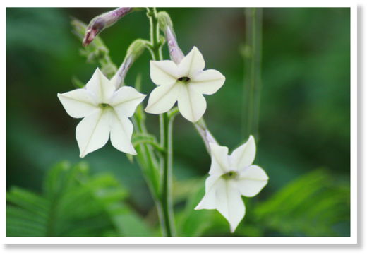 nicotiana alata