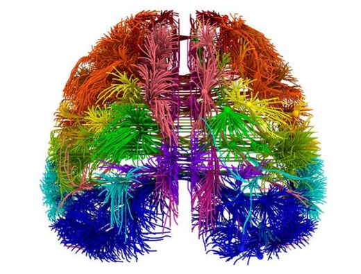 Brain Pathways