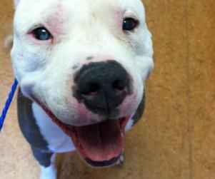 bubba pit bull