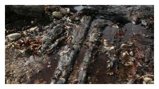Ancient Oak Trackway