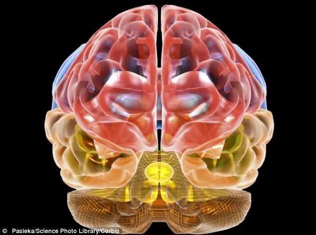 Click to enlarge brain tissue neanderthal