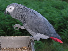 grey parrot