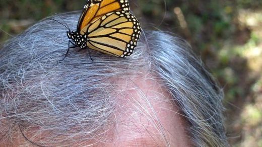 Click to enlarge monarch butterfly
