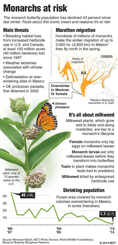 Click to enlarge monarch butterfly migration