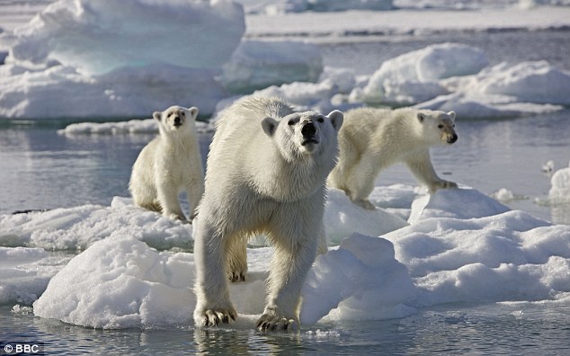 polar bears