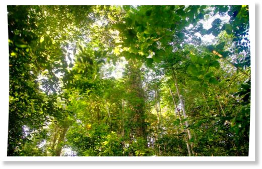Amazonian Rainforest