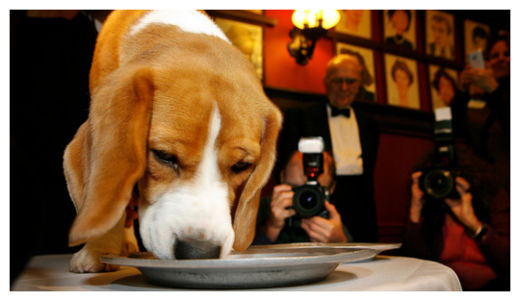 Dog Restaurant