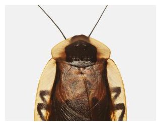 Cockroach