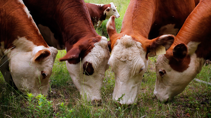 Click to enlarge Cattle