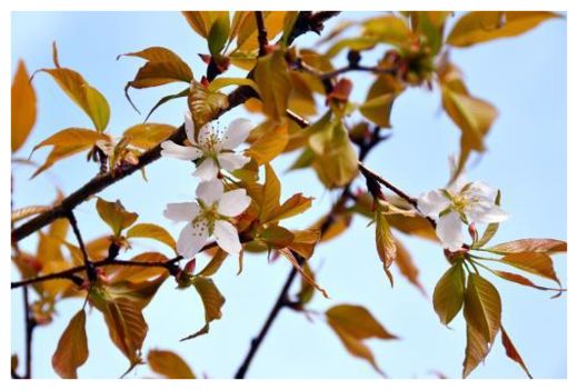 Click to enlarge Cherry Tree