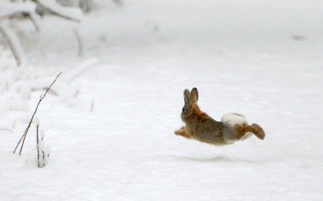 rabbit in snow