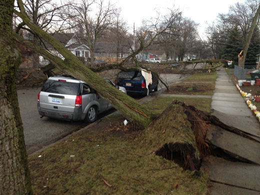 tree down in michigan from storm