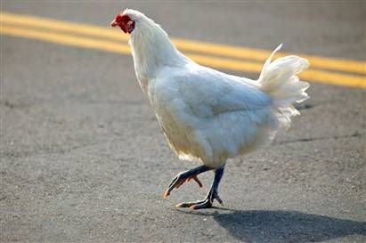 Chicken