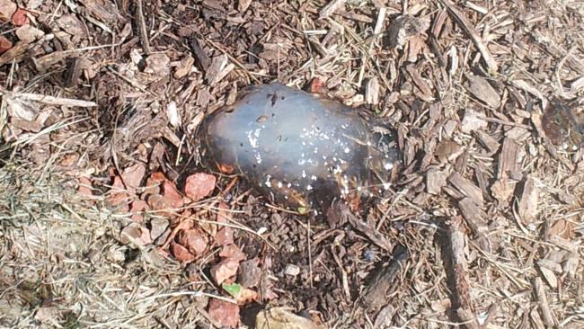 Jelly Mystery_1
