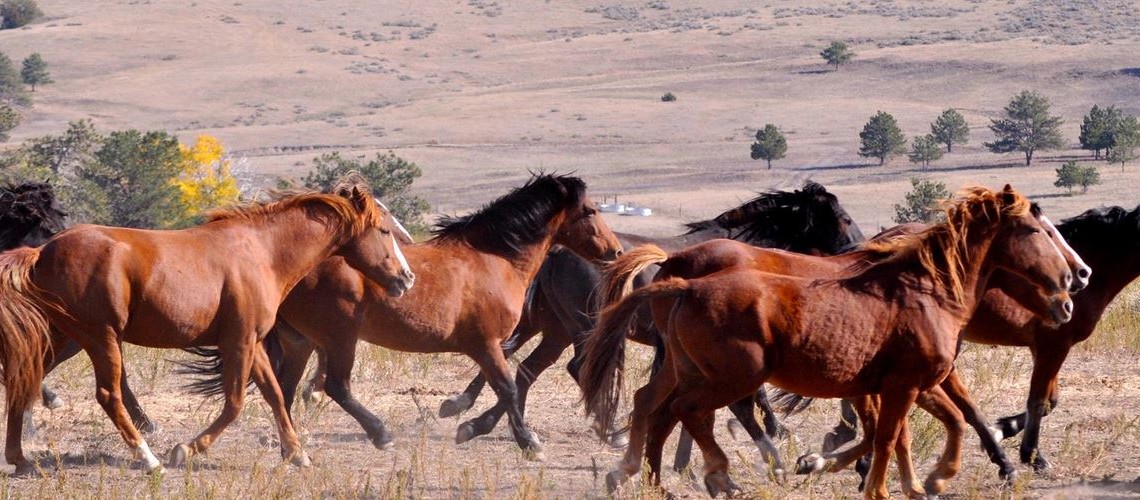 wid horses