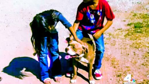 california-dog