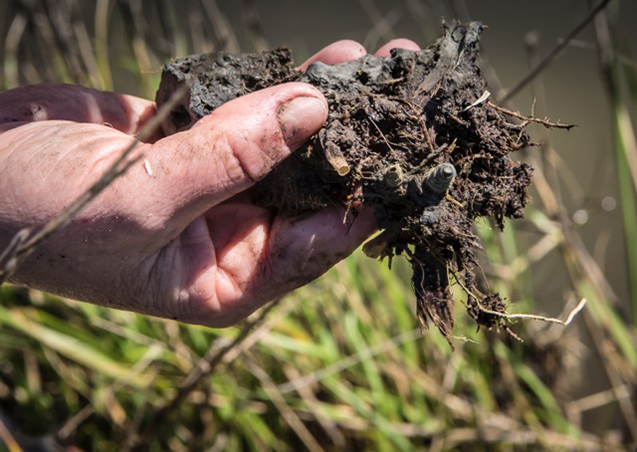 marshland oil