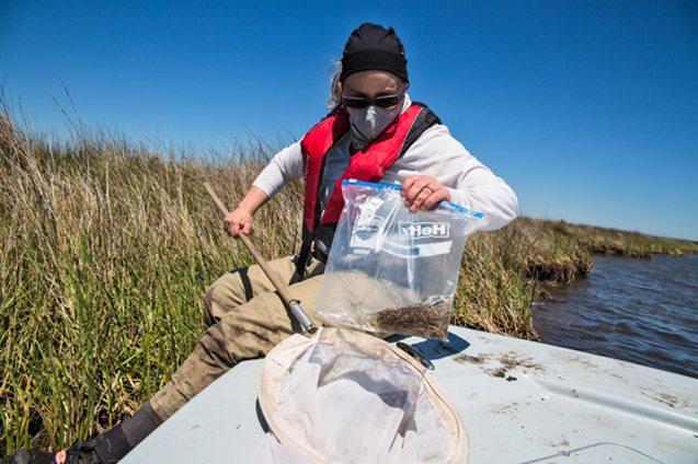 Click to enlarge insect research
