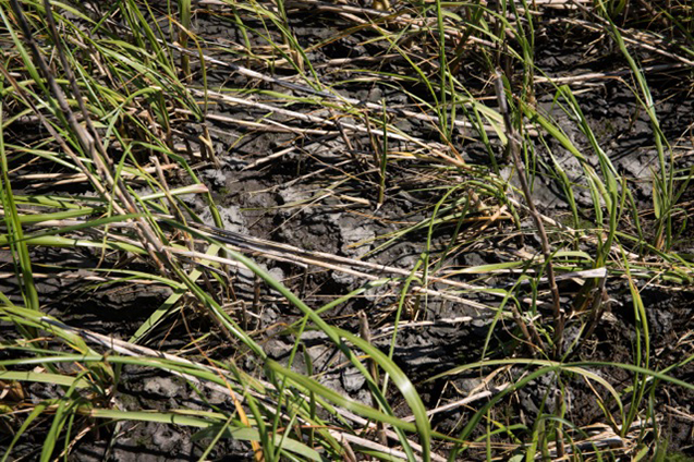 Click to enlarge weathered oil