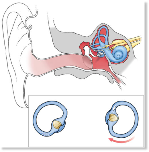 inner ear