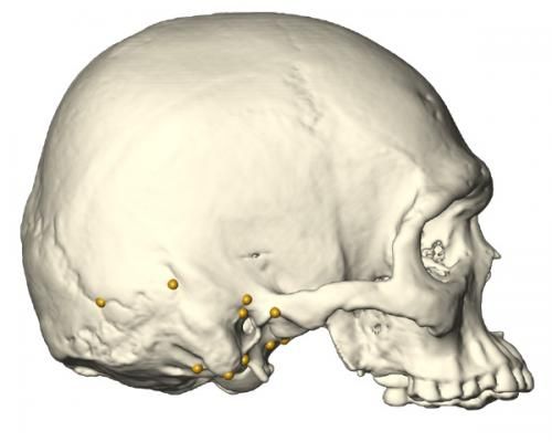 ancient skull