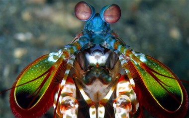 Click to enlarge mantis shrimp