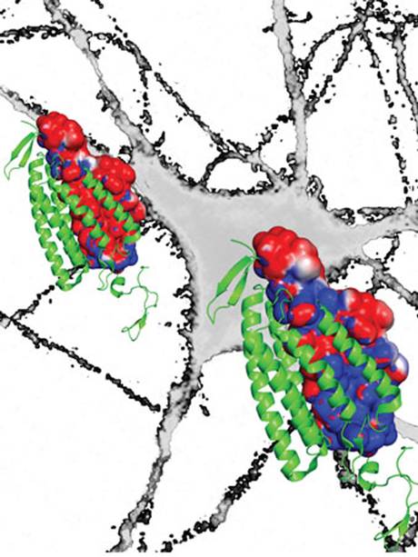 Click to enlarge Neurons