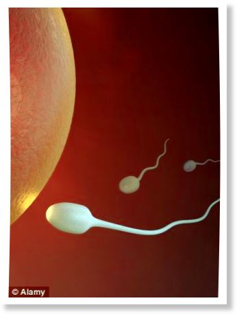 Click to enlarge Sperm