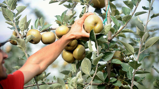apples