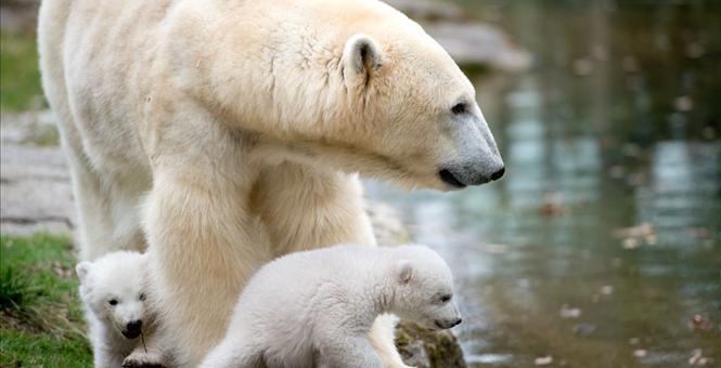 Polar Bears