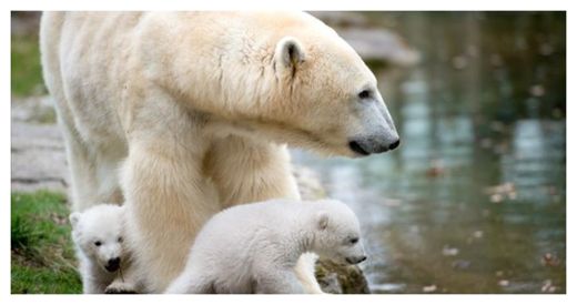 Polar Bears