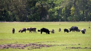 feral hogs