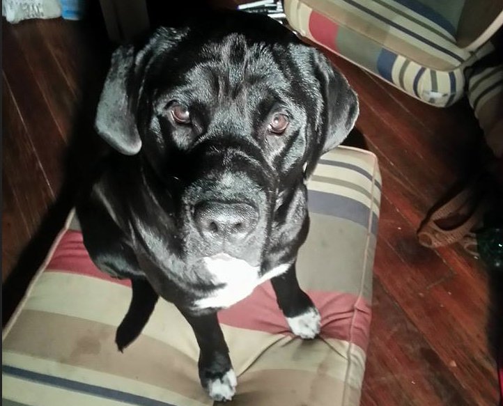 Click to enlarge dog