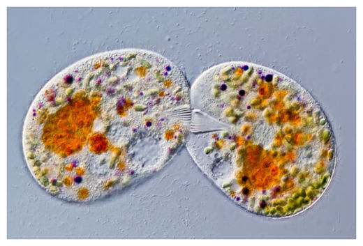 Click to enlarge Protist