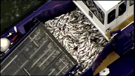 Baltimore fish die off