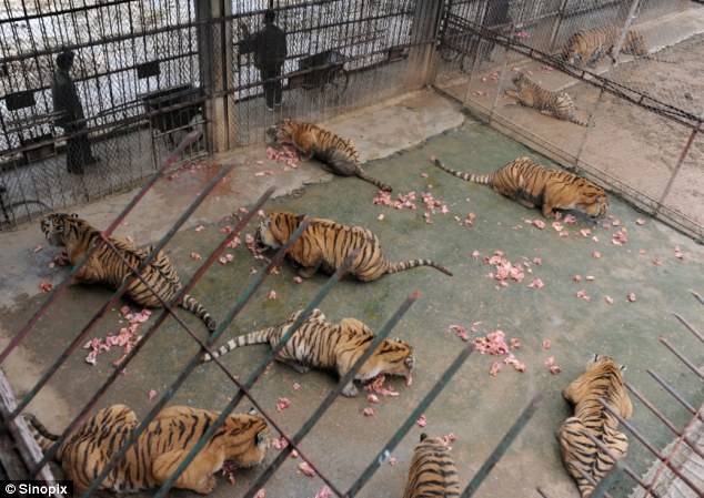 Tiger Farm