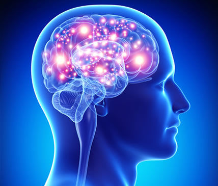 brain