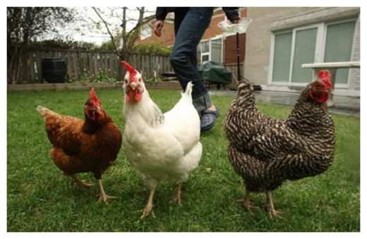 Backyard chickens
