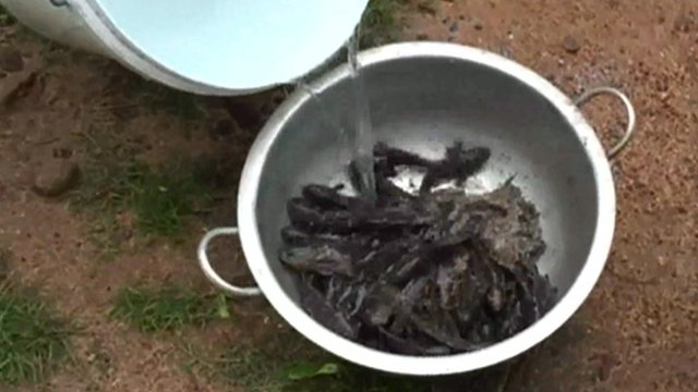 Fish Rain_1
