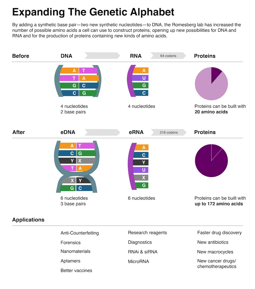 Expanded Genetic Alphabet