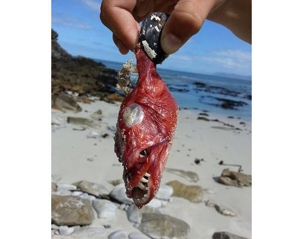 Click to enlarge Freaky Fish
